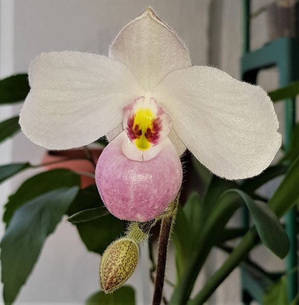  - Paphiopedilum