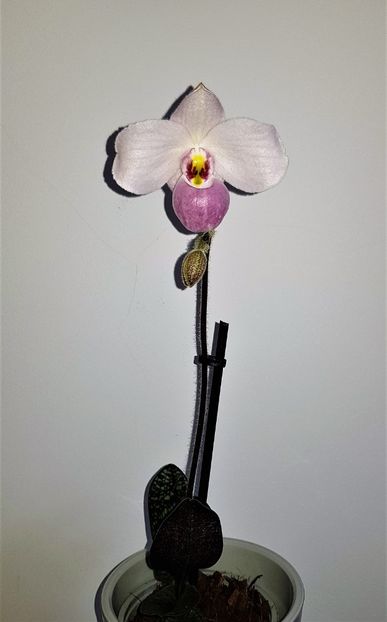 Paphiopedilum delenatii - Paphiopedilum