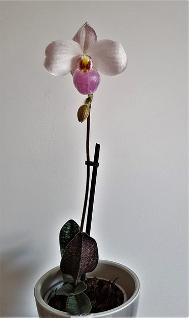  - Paphiopedilum
