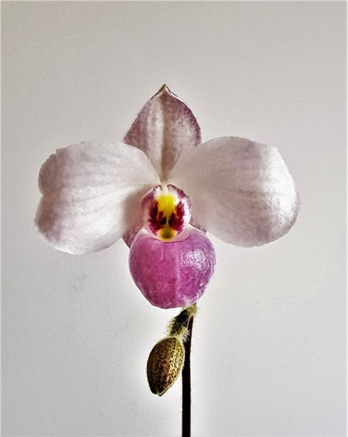  - Paphiopedilum