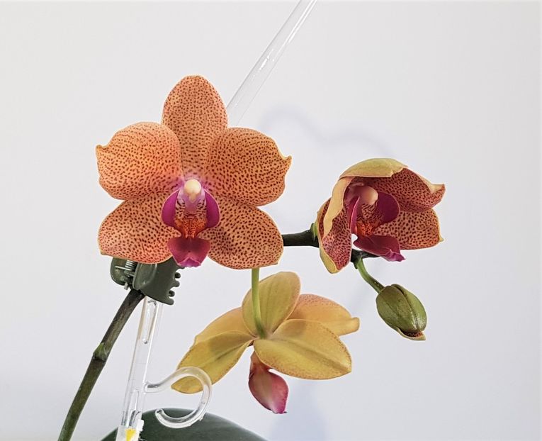  - Phalaenopsis 2