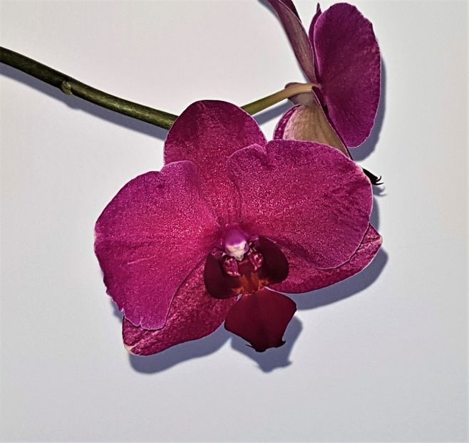  - Phalaenopsis 2