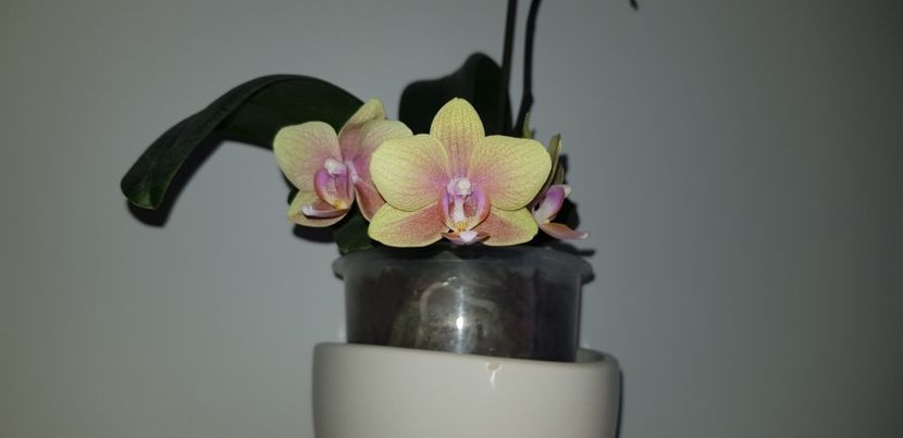  - Phalaenopsis 2