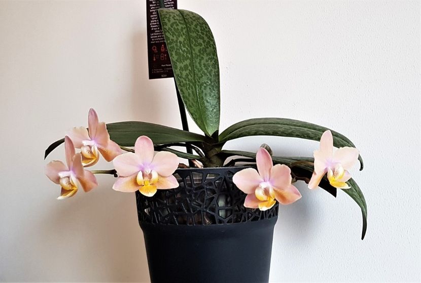 SCENTION - Phalaenopsis 2