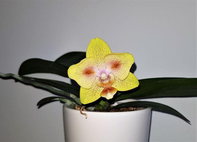  - Phalaenopsis 2