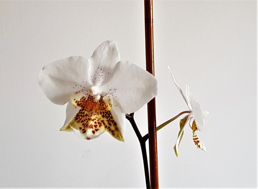  - Phalaenopsis 2