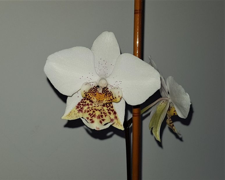  - Phalaenopsis 2