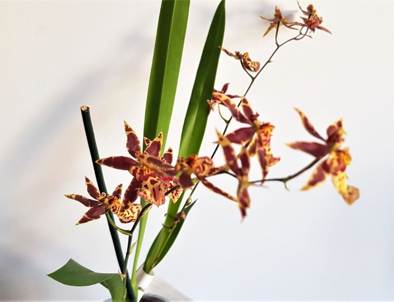  - Oncidium