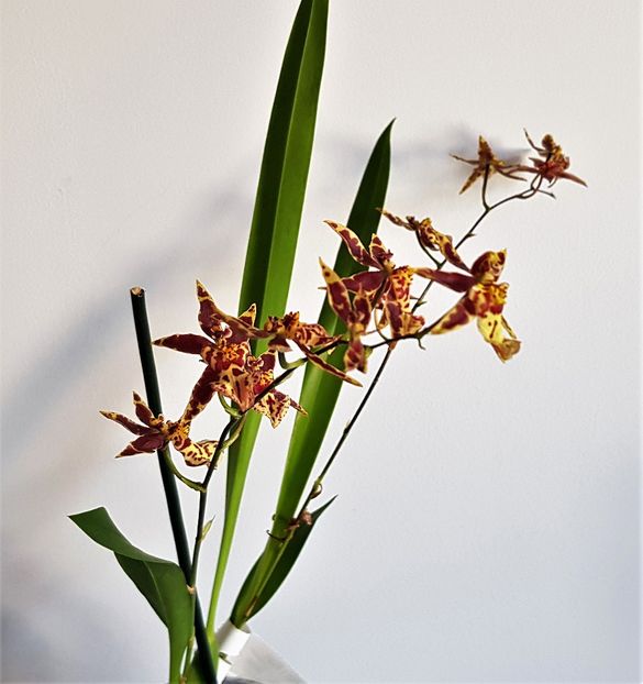  - Oncidium