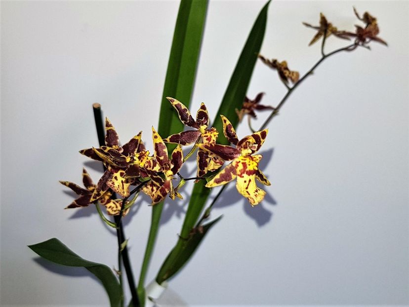  - Oncidium