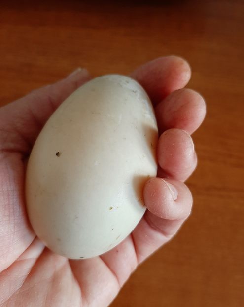 Primul de la Aylesbury. - Rațe Cayuga - Aylesbury