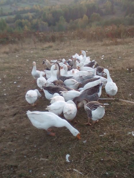  - 8 Reproducatori 2021