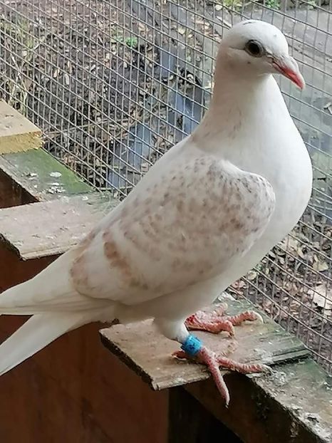  - NU IMI APARTIN ALBUM NR 2