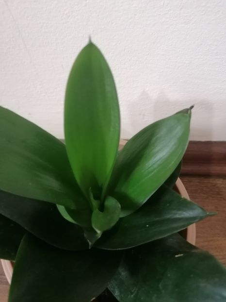 Sansevieria hahnii black jade - Sansevieria