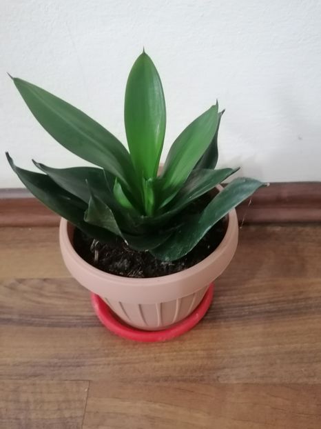 Sansevieria hahnii black jade - Sansevieria