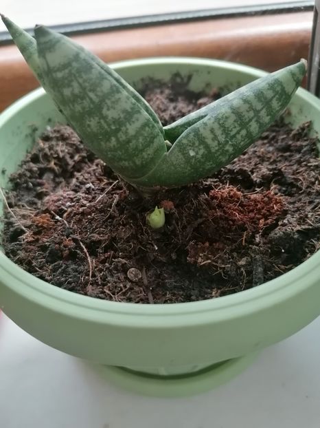  - Pui sansevieria