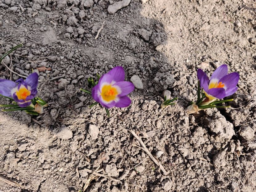 Crocus sieberi tricolor - Crocus - branduse