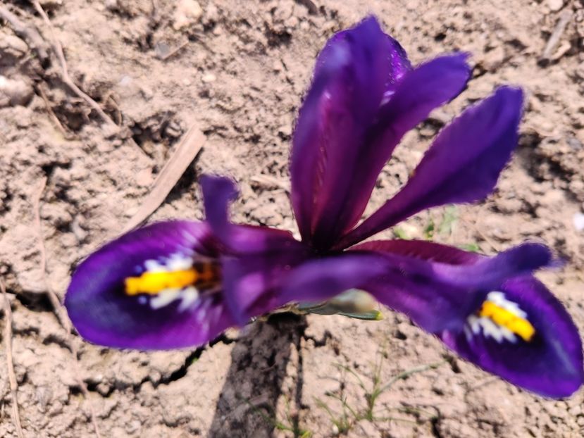  - Iris reticulata