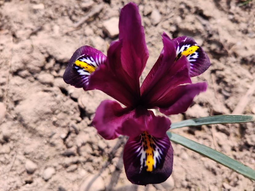  - Iris reticulata