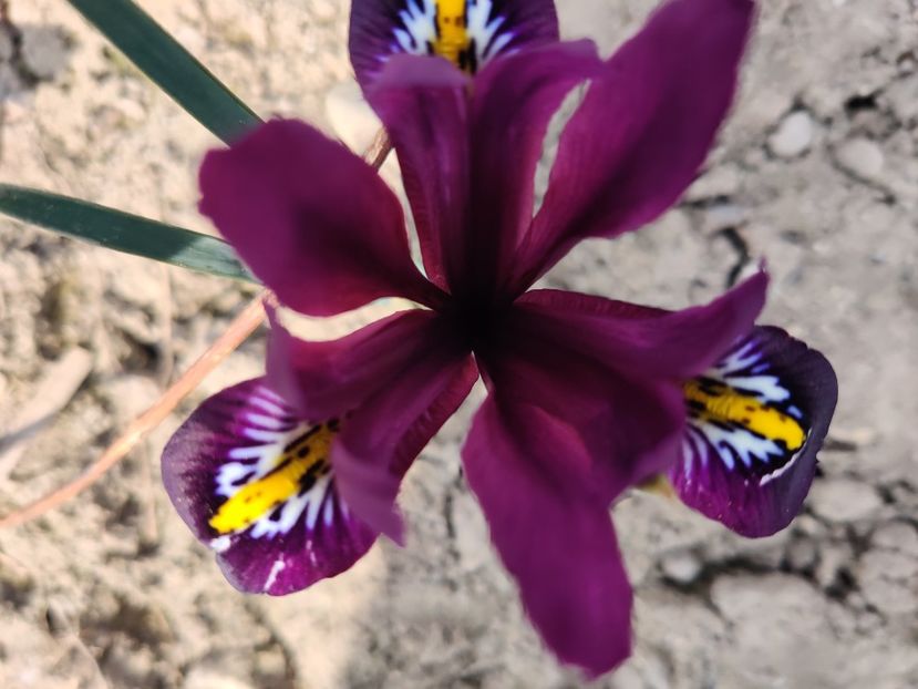 Iris reticulata Purple Hill - Iris reticulata