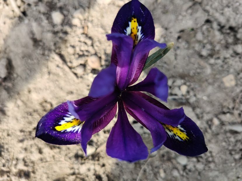 Iris reticulata Blue Hill - Iris reticulata