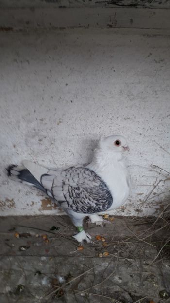 MASCUL 2018 - PORUMBEI SATINEȚI