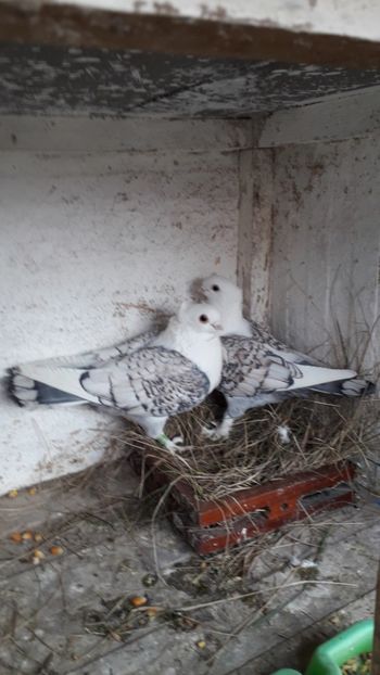  - PORUMBEI SATINEȚI