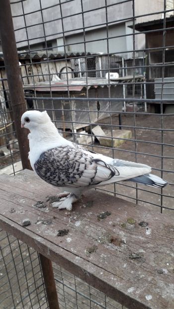  - PORUMBEI SATINEȚI