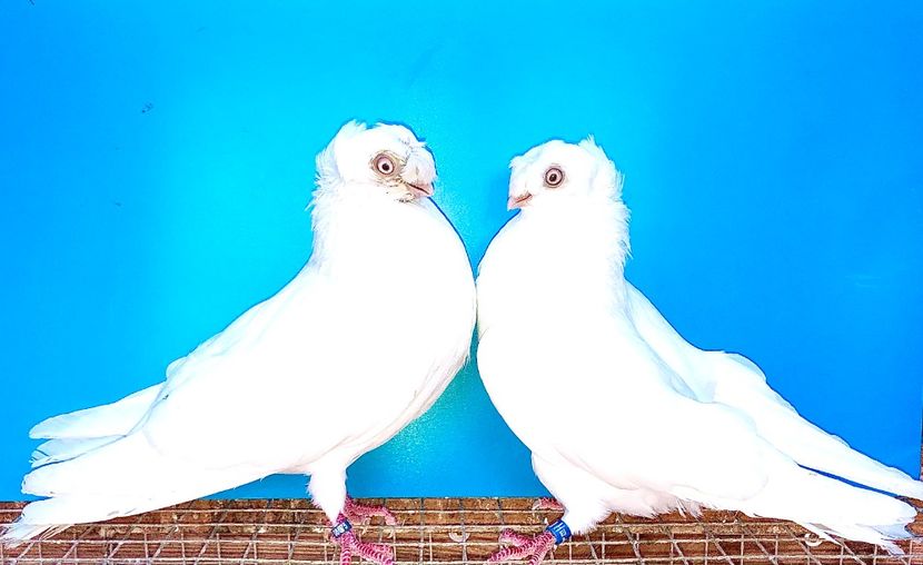 perechea  27 - A - perechi 2021