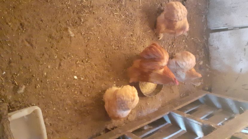  - Cochinchina pitic galben