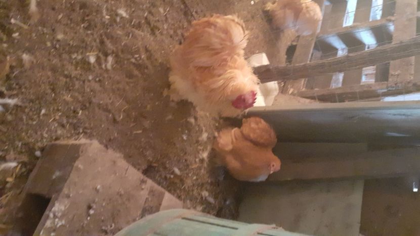  - Cochinchina pitic galben