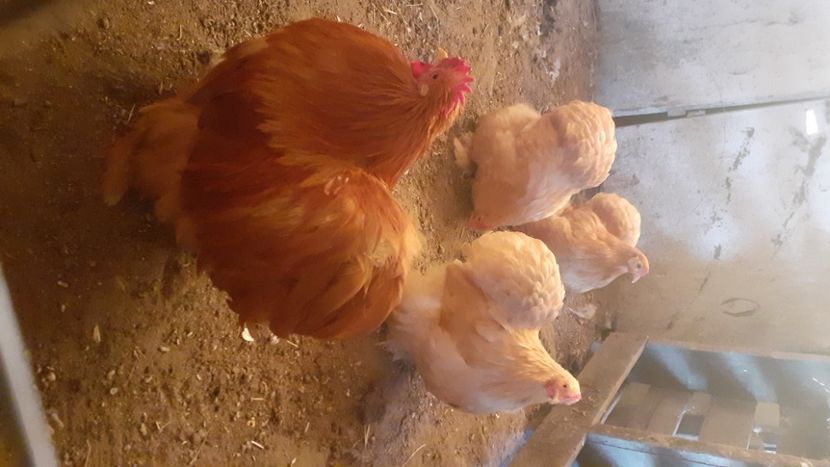  - Cochinchina pitic galben