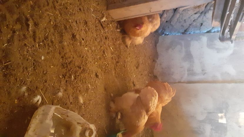  - Cochinchina pitic galben