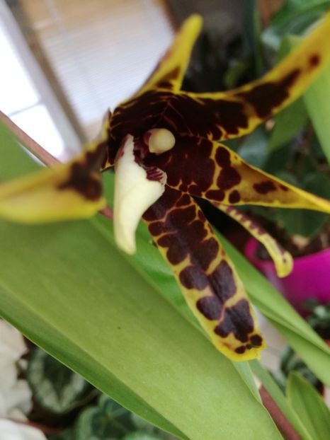 Brasia Santa Barbara infloreste - orhidee