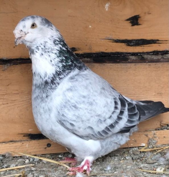 M-2018 - Masculi pentru 2021