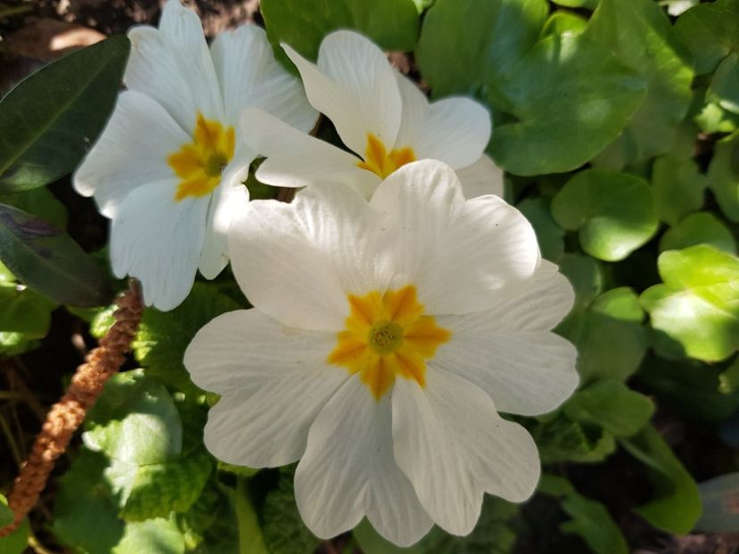  - Primule 21 22 23 24