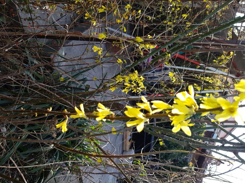 Forsitie - Arbuști 2021-2023