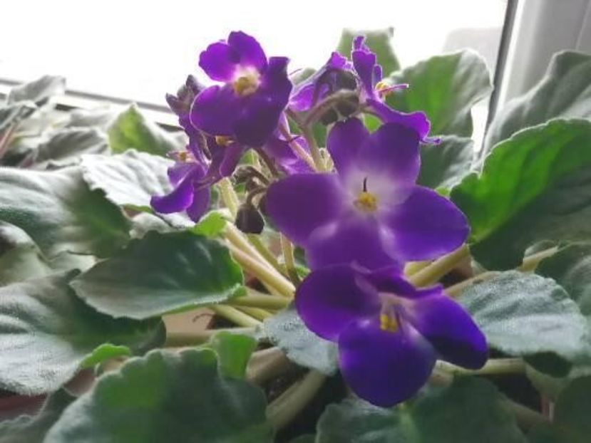  - NEFITOASE - doar - frumoase