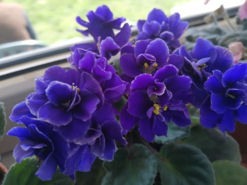  - NEFITOASE - doar - frumoase