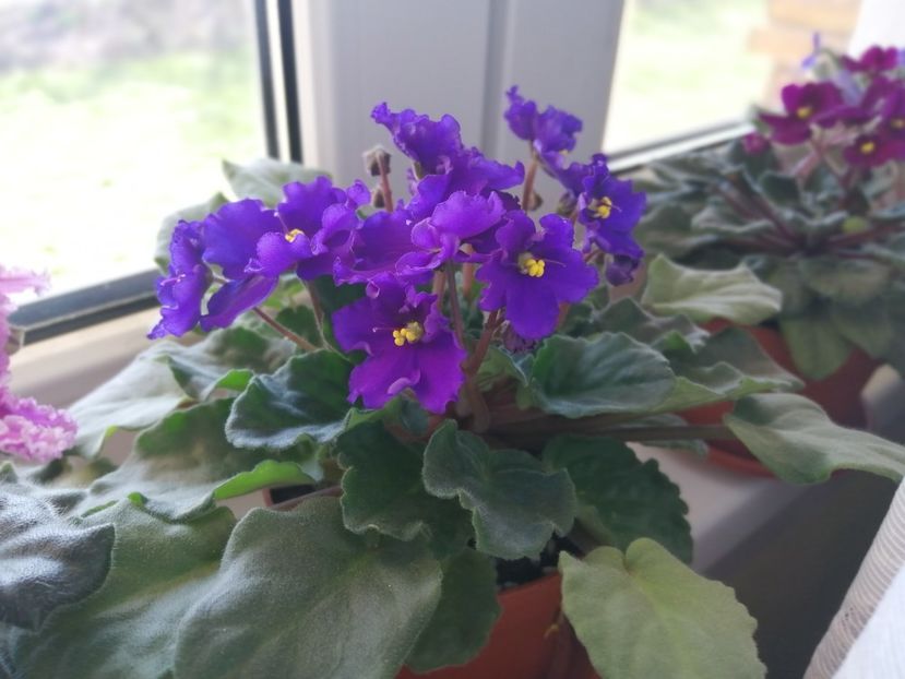  - NEFITOASE - doar - frumoase