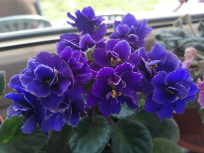  - NEFITOASE - doar - frumoase