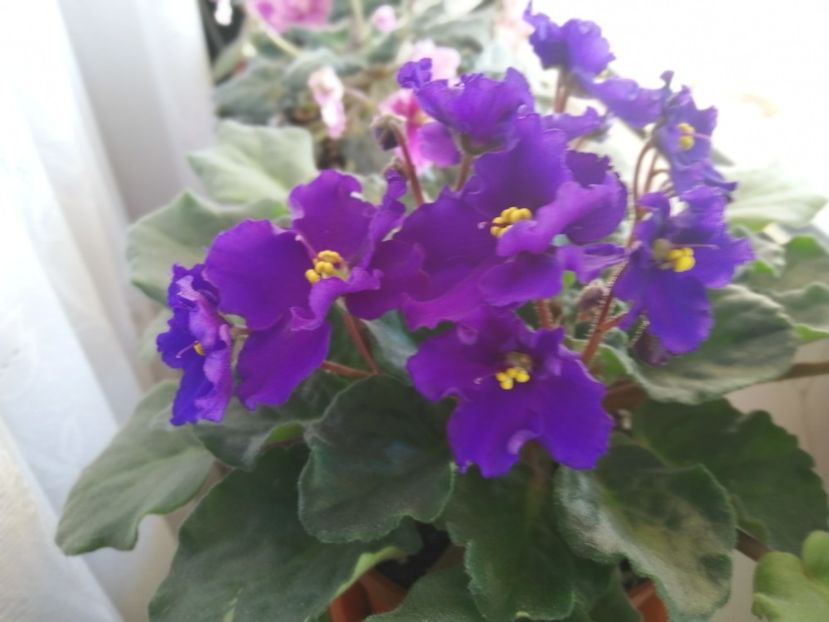  - NEFITOASE - doar - frumoase