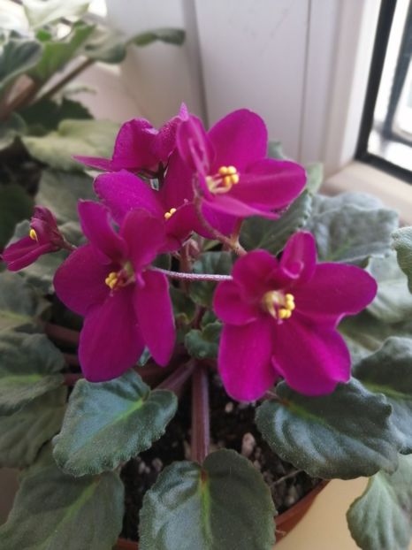  - NEFITOASE - doar - frumoase