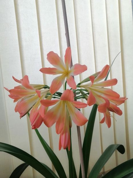  - Clivia 312 pastel clivia