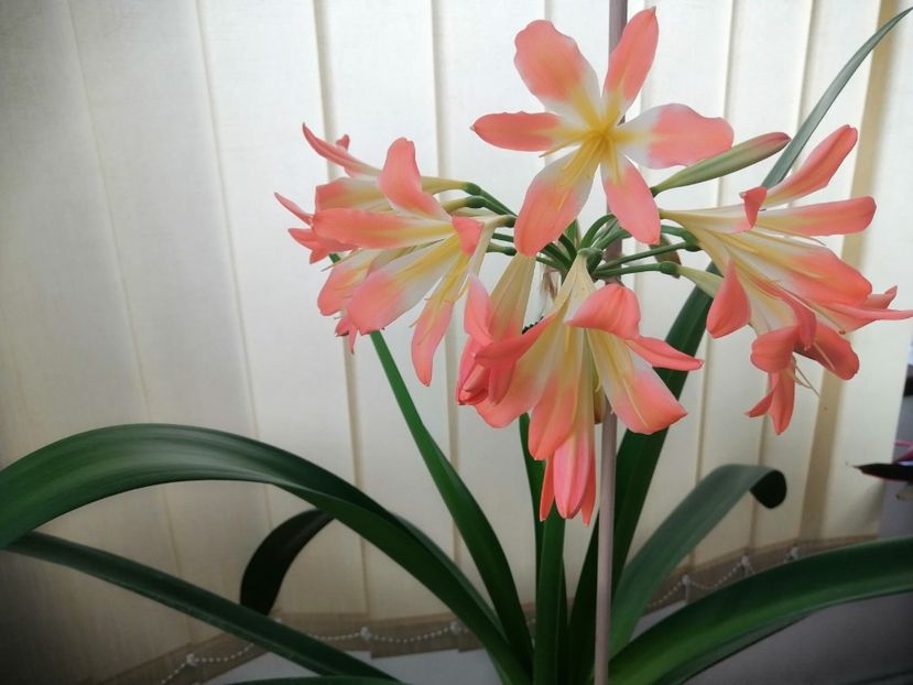  - Clivia 312 pastel clivia