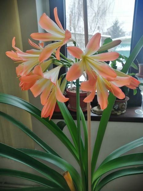  - Clivia 312 pastel clivia