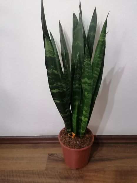 Sansevieria black coral - Sansevieria