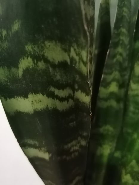 Sansevieria black coral - Sansevieria