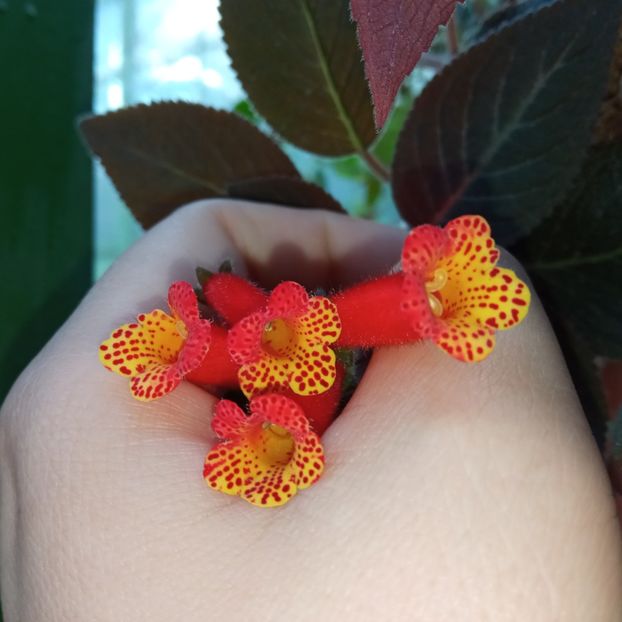 Brasilian Gem - Kohleria 2021