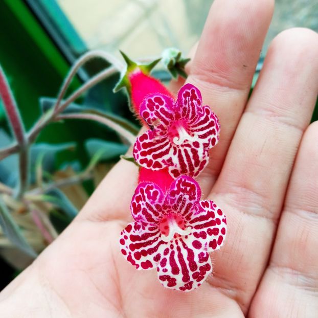 Ruby Red - Kohleria 2021